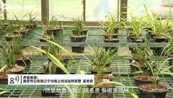 紫金山视频爆料大全下载,揭秘热门事件幕后真相  第2张